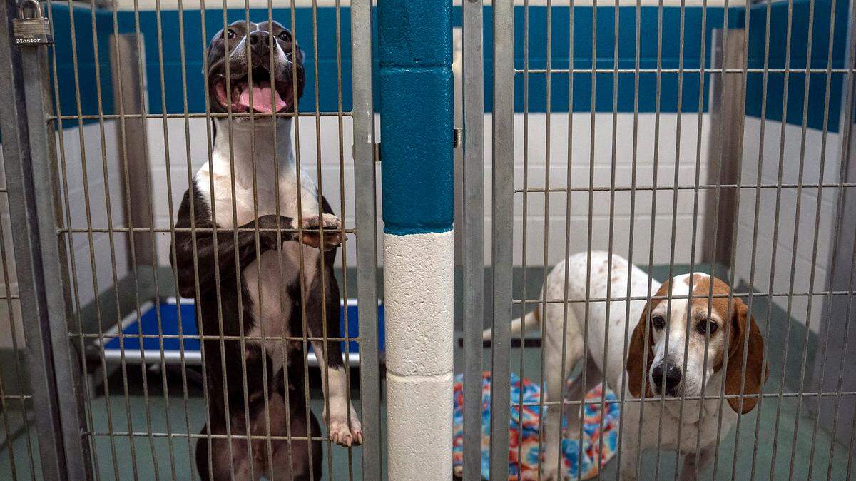 The Wake County Commissioners will consider the design of a new animal shelter. The potential new space would double number of dogs and cats it could hold.