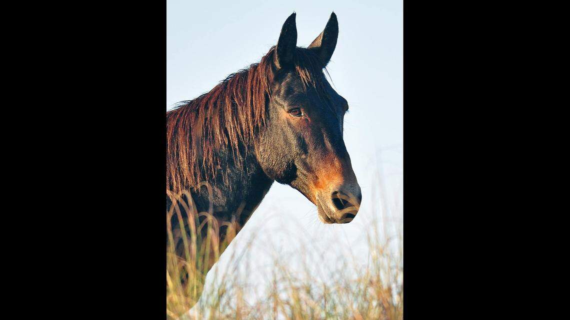 Raymond, as he was known, was the offspring of a donkey and a wild horse and lived more than 20 years on the Outer Banks, officials say.