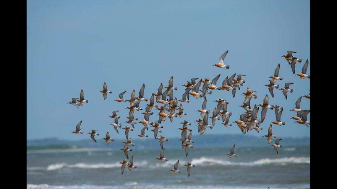 Red knots and other birds migrating past Cape Lookout National Seashore in North Carolina could be infectious, experts say. The National Park Service warns people not to touch dead birds in the park.