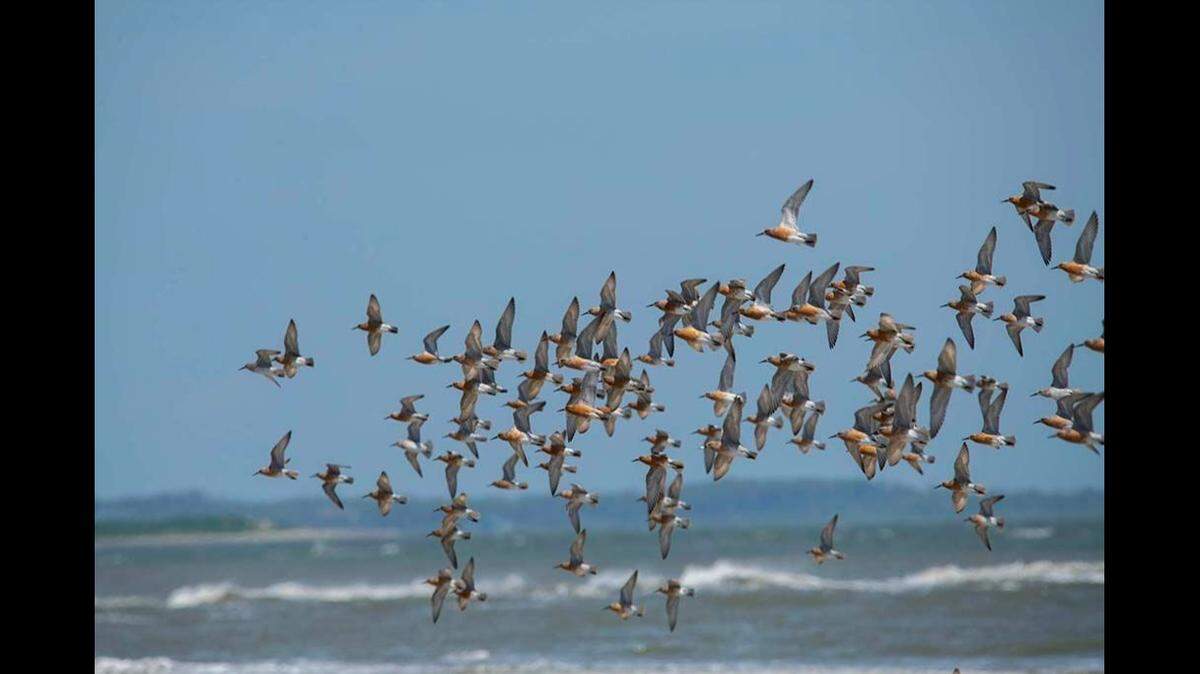 Red knots and other birds migrating past Cape Lookout National Seashore in North Carolina could be infectious, experts say. The National Park Service warns people not to touch dead birds in the park.