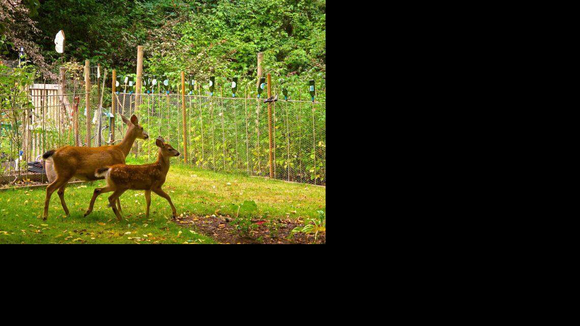 Gardening-Wildlife Friendly