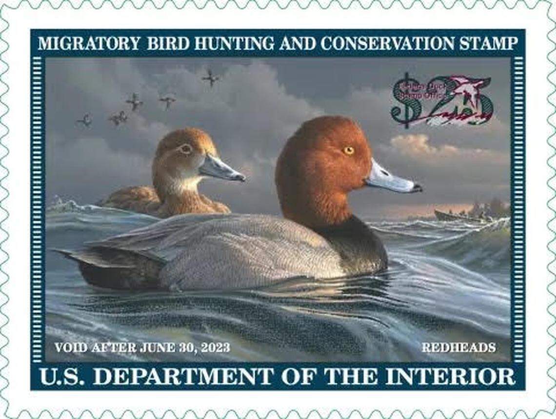 NOTE: Awaiting permission to use from u.s. fish & wildlife. Don’t publish this photo if this note is still here. The 2022-23 Federal Duck Stamp features artwork of redhead ducks by James Hautman. The $27 stamps are required for migratory hunters but collectors also buy them for the art and to support wildlife habitat conservation.