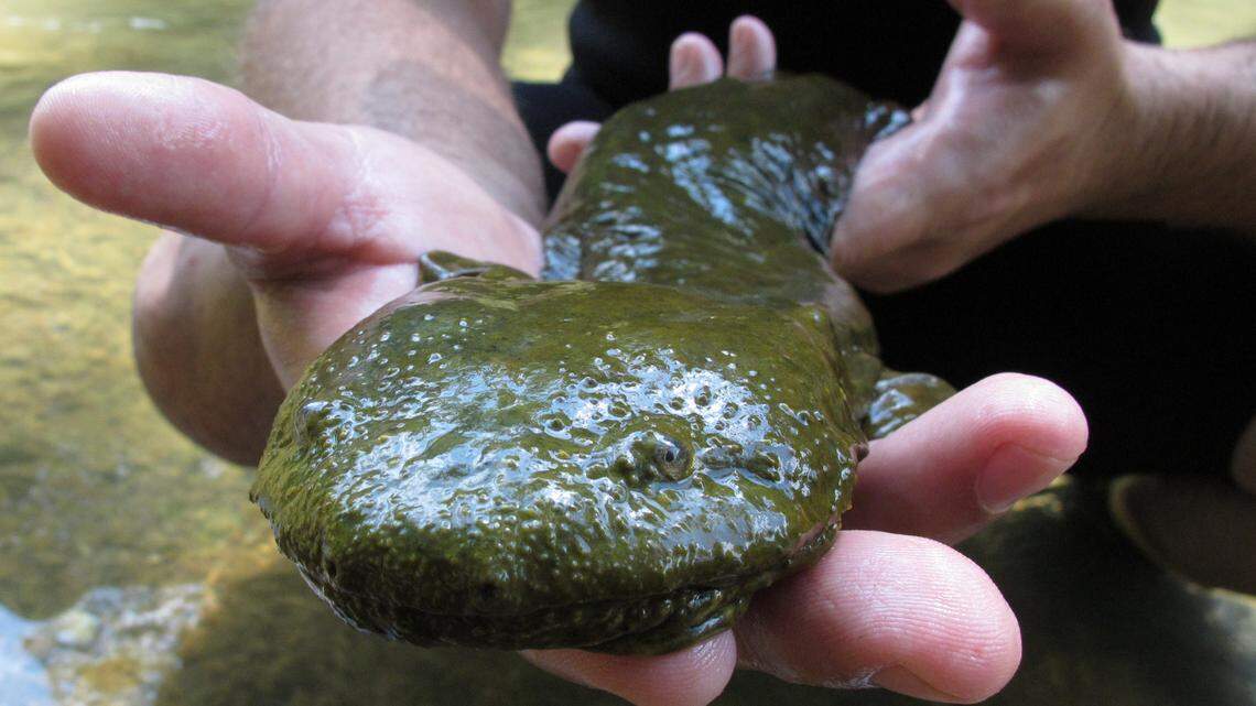 If you’ve ever seen a snot otter, water dog or mudpuppy, North Carolina wildlife experts want to hear about it. (AP Photo/Rick Callahan)
