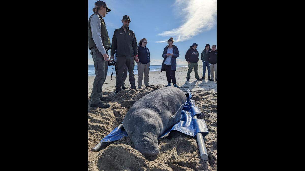 A manatee was spotted along the shore in Kill Devil Hills, photos show.