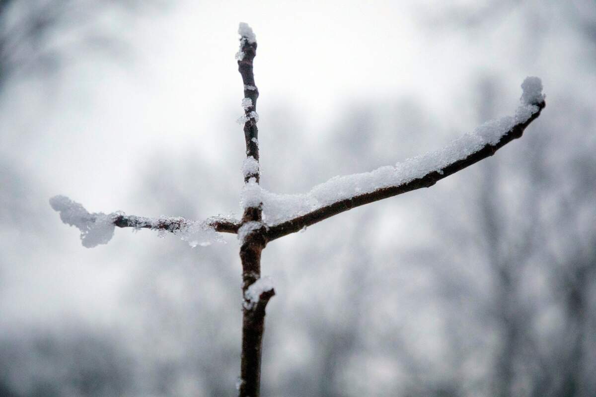 Snow covers bare branches of a fig tree early Thursday morning, Jan. 28, 2021, in Durham, N.C.