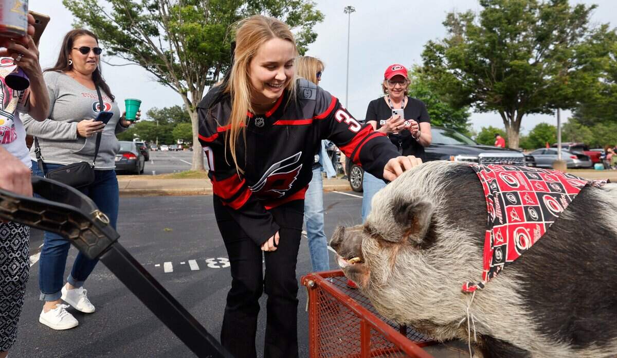 Emily Marohn of Raleigh greets Hamilton the Pig before the Carolina Hurricanes’ game against the Florida Panthers in the first game of Eastern Conference Finals at PNC Arena in Raleigh, N.C., on Thursday, May 18, 2023.
