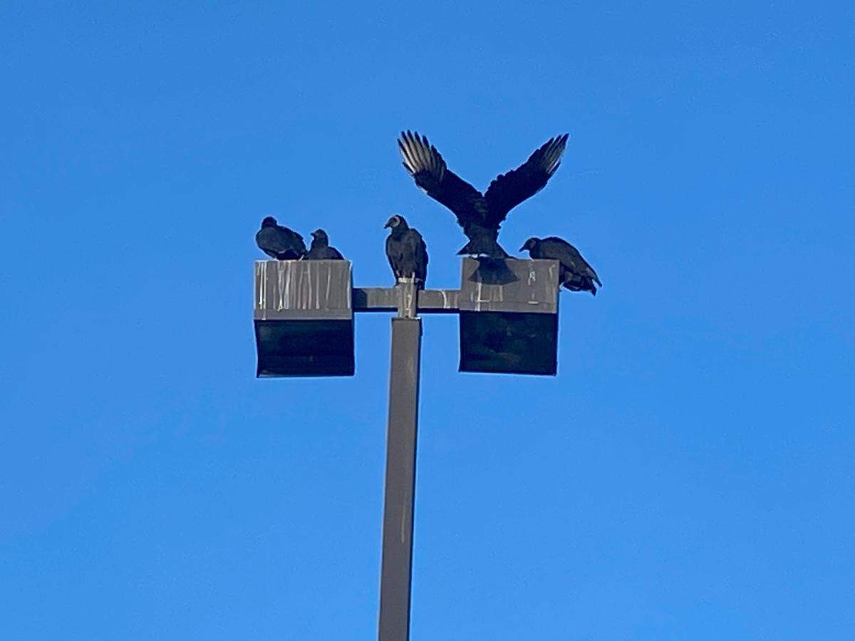 Buzzards, scientifically known as black or turkey vultures, on a light pole.