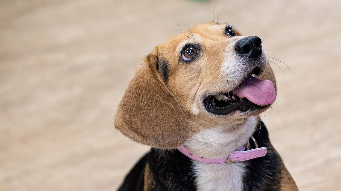 This bacteria-sniffing beagle is NC hospital’s secret weapon against deadly infections