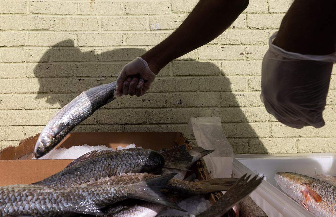 Ricky Moore, chef and owner of Saltbox Seafood Joint, sorts a delivery of fresh seafood on Wednesday, Nov. 16, 2022, in Durham, N.C.