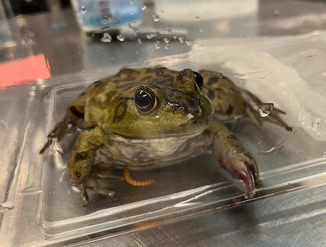 Photo courtesy of the N.C. State Turtle Rescue Team, a student-run wildlife rehabilitation center. The team is giving away 300 free specialty license plates to raise awareness and money for the center.