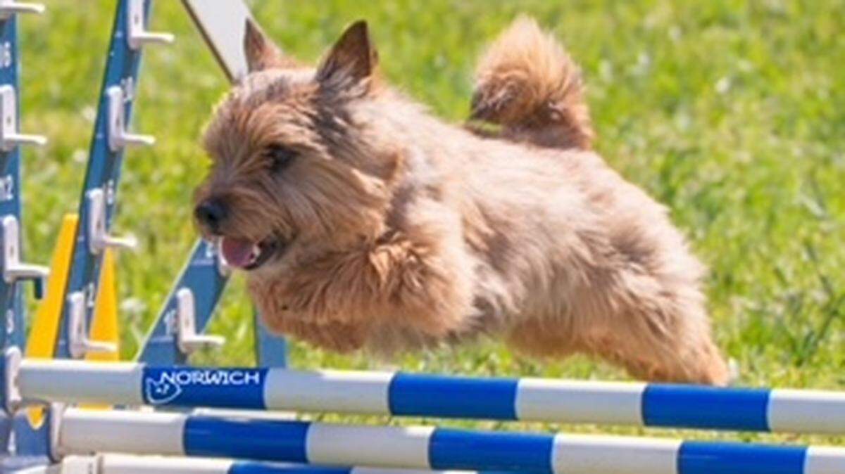 Little Boo, from Raleigh, will compete Saturday in the Westminster Kennel Club’s agility contest.