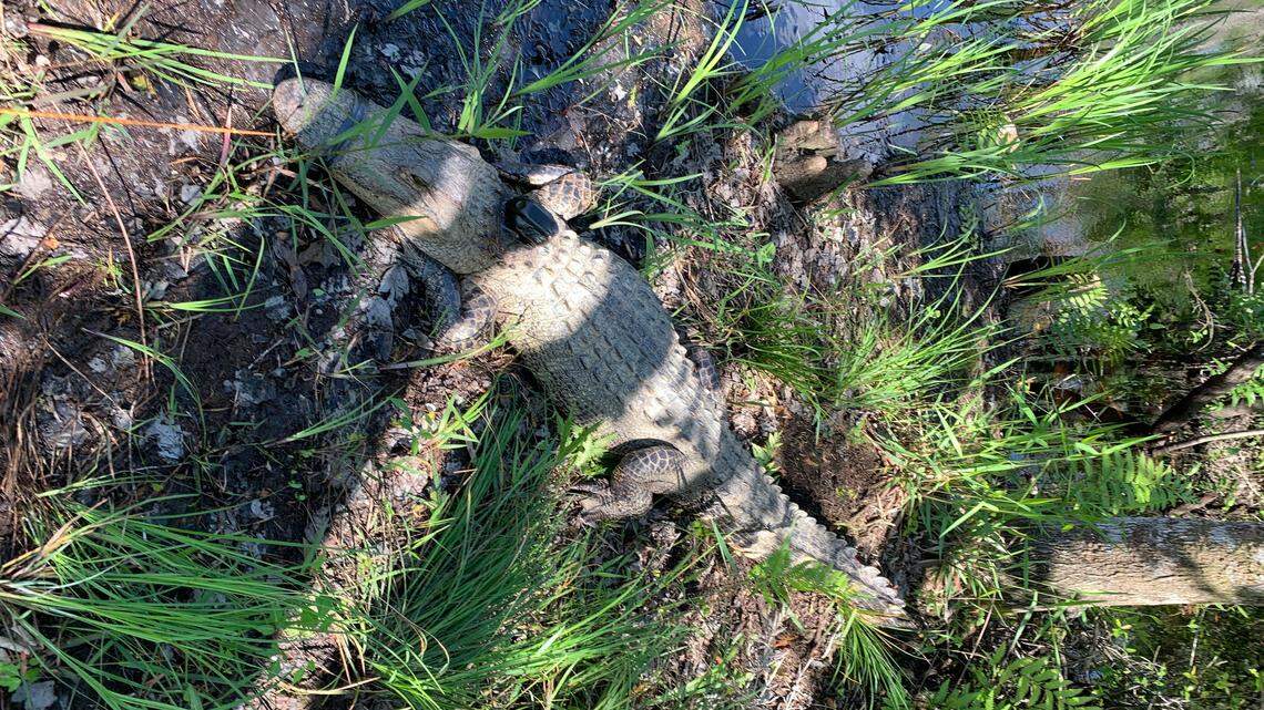 A 7.5-foot alligator was captured in a Wake County pond this week and relocated to southeastern North Carolina, wildlife officials say.
