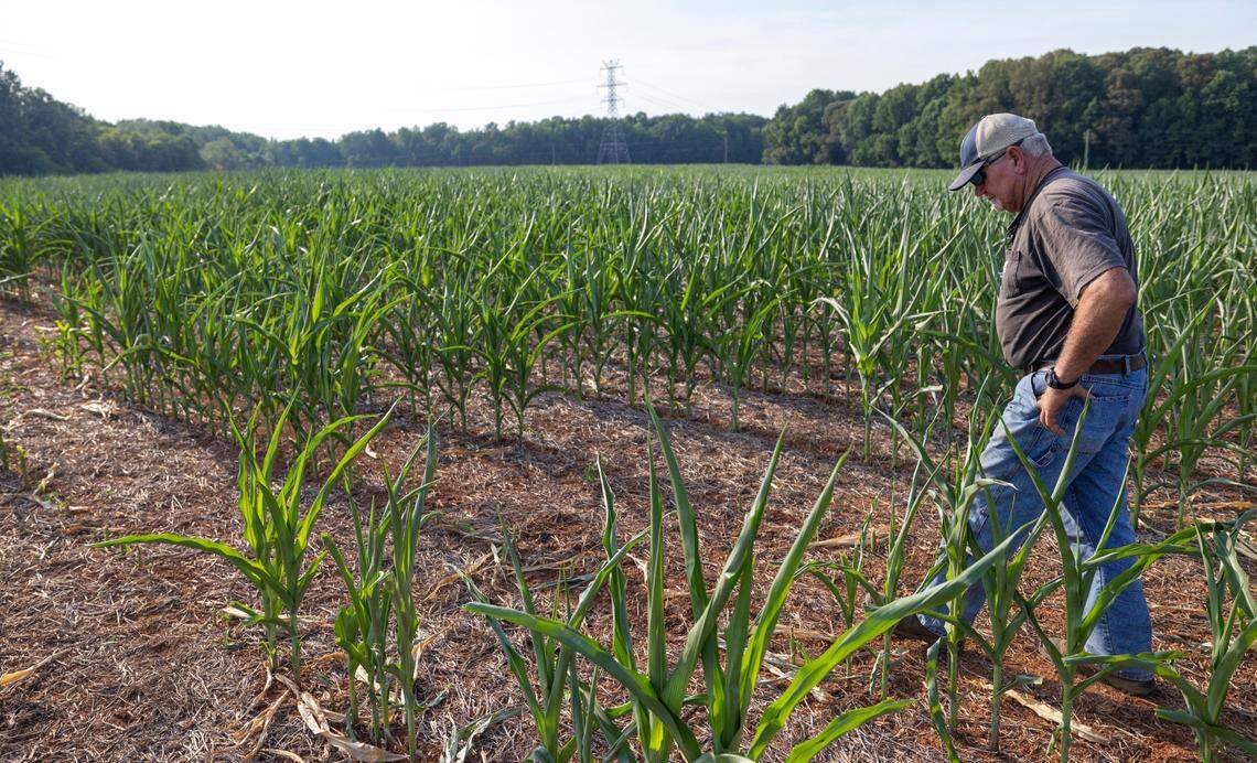 On an afternoon when the Triangle region was broiling under record breaking temperatures, Orange County farmer David McKee walks among fields of corn stunted from the lack of rain over the last month on Wednesday, June 26, 2024 in Rougemont, N.C.