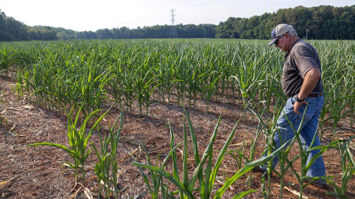 On an afternoon when the Triangle region was broiling under record breaking temperatures, Orange County farmer David McKee walks among fields of corn stunted from the lack of rain over the last month on Wednesday, June 26, 2024 in Rougemont, N.C. 