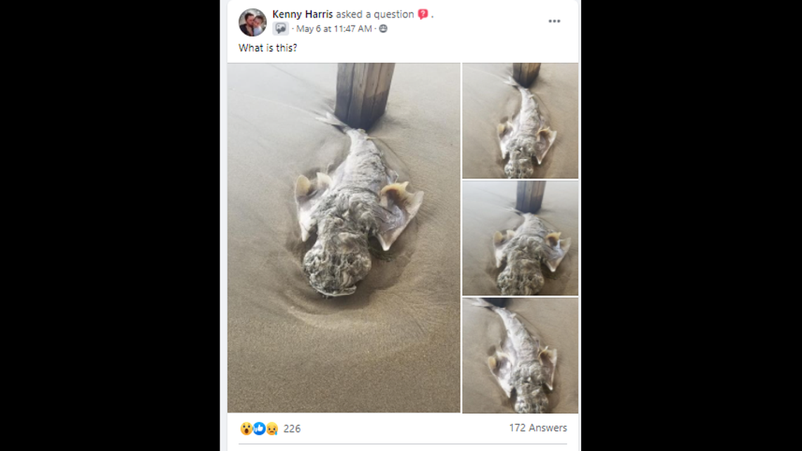 Kenny Harris of West Virginia was vacationing on the Outer Banks when he saw this. He shared photos on Facebook.