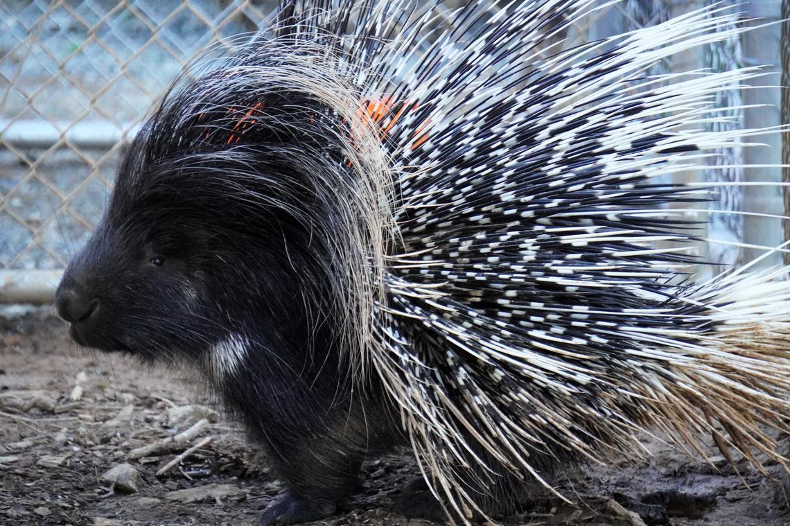 Fabio von Prickles is one of several unique animals living among the wild cats at the Carolina Animal Rescue sanctuary in Chatham County. The African crested porcupine and four coatimundis were rescued from a zoo that closed in Canada.
