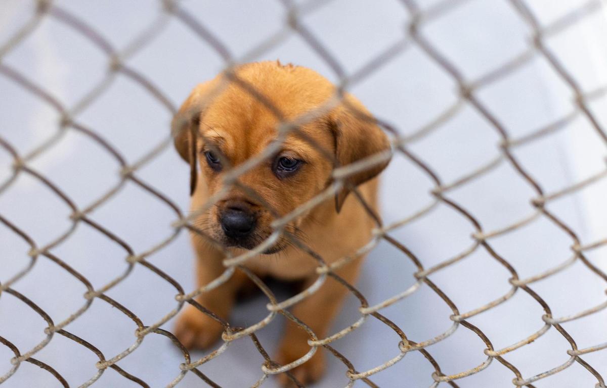Lorraine, a Mastiff puppy, approximately seven weeks old, photographed on Wednesday, November 2, 2022 at the Wake County Animal Center in Raleigh, N.C.