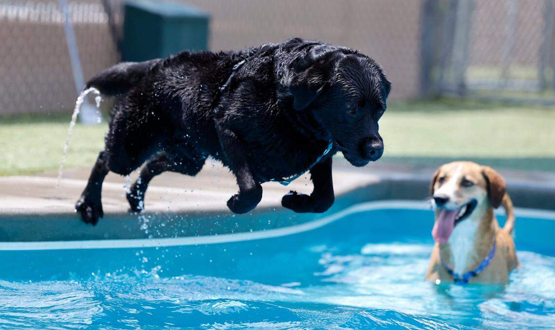 Bahama Veterinary Medical Center will offer wellness visits, preventative care, surgical services, spaying and neutering and other services to its clients.