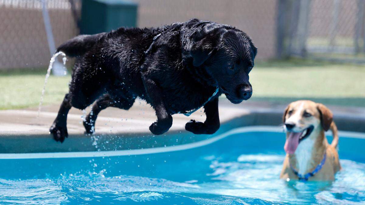 How to tell if your dog has heat stroke, and how to save them