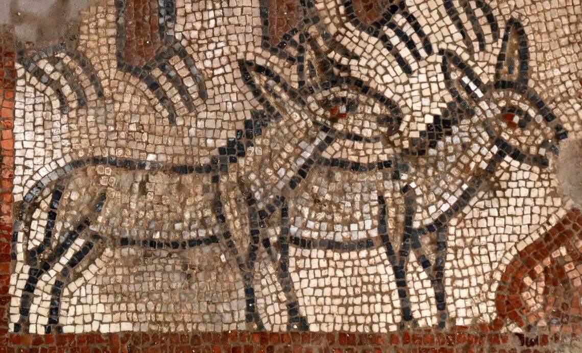Pair of donkeys in Noah’s Ark scene  found at an excavation site of a fifth-century synagogue in  Huqoq, Israel. Jodi Magness, a UNC religious studies professor, has led the excavation that has led to the discoveries of  several mosaics.