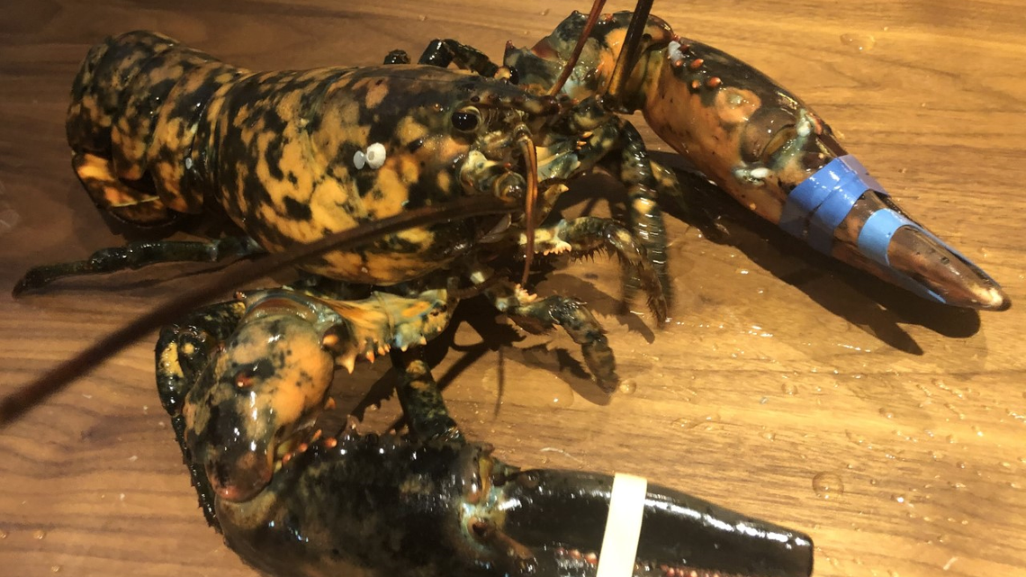A rare calico lobster, named Freckles, was rescued from a Red Lobster in Virginia.