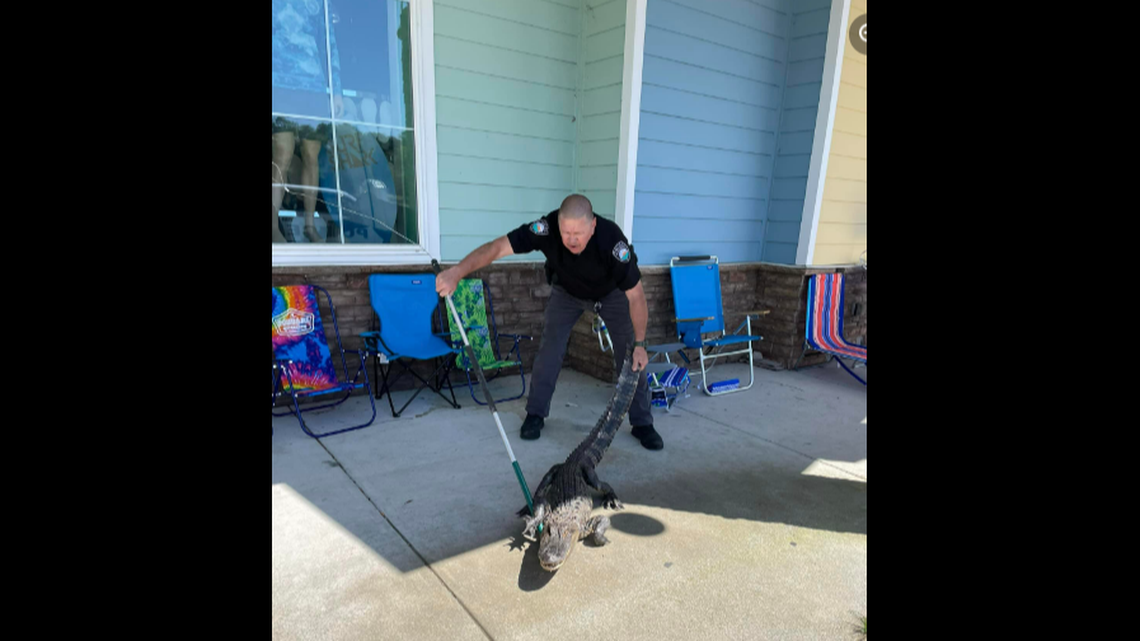 On April 14, a 6-foot alligator showed up at Coastal Outfitters in Sunset Beach, North Carolina, police say.