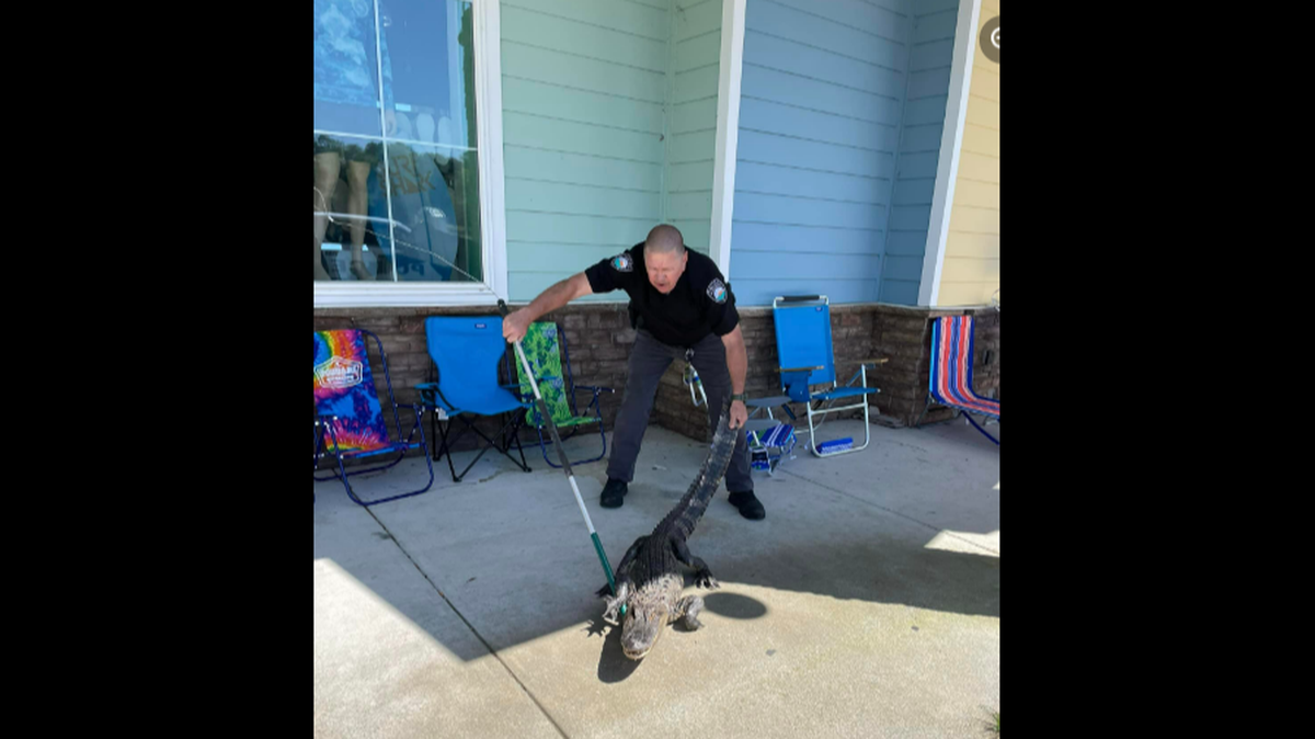 On April 14, a 6-foot alligator showed up at Coastal Outfitters in Sunset Beach, North Carolina, police say.