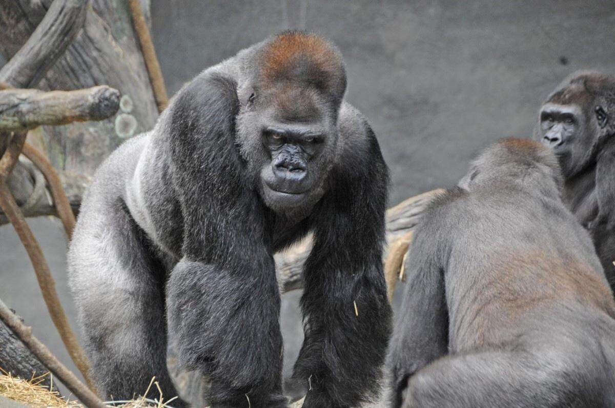 Ramar, a 50-year-old western lowland gorilla spent more than 20 years at the North Carolina Zoo before moving on, eventually landing at the Brookfield Zoo in Chicago. That zoo announced he died on April 12. He was the oldest animal at Brookfield Zoo and the sixth oldest western lowland gorilla in the North American accredited zoo population.