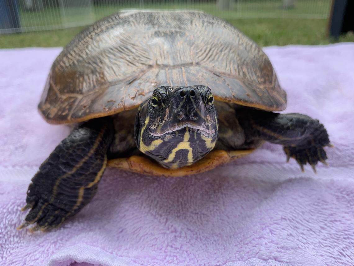 Photo courtesy of the N.C. State Turtle Rescue Team, a student-run wildlife rehabilitation center. The team is giving away 300 free specialty license plates to raise awareness and money for the center.