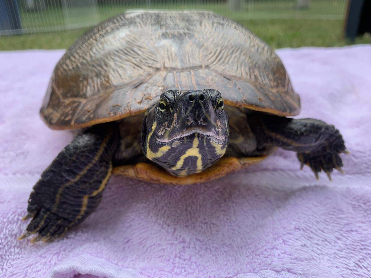 Photo courtesy of the N.C. State Turtle Rescue Team, a student-run wildlife rehabilitation center. The team is giving away 300 free specialty license plates to raise awareness and money for the center.