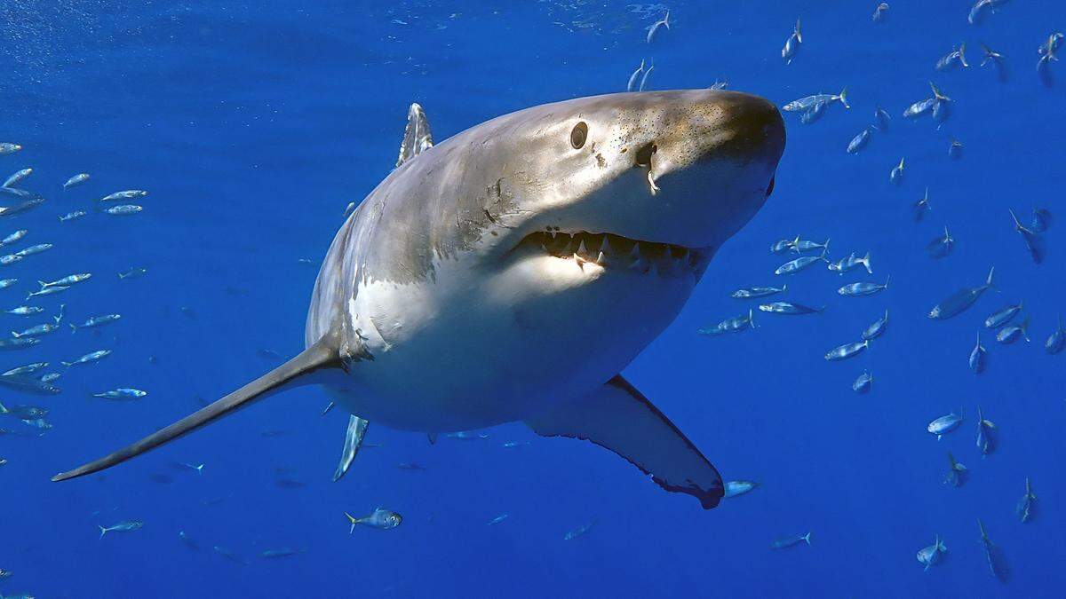 A 12-foot great white shark swims off the coast of Guadalupe Island off the coast of Mexico on Oct. 8, 2018. (Mike Eliason/Zuma Press/TNS) 