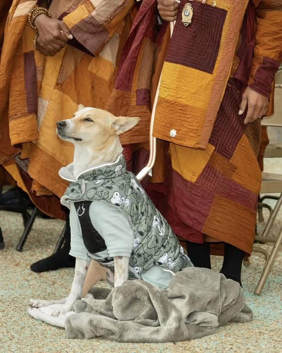 Aloka the Peace Dog during his Buddhist monk companions’ walk through Raleigh.