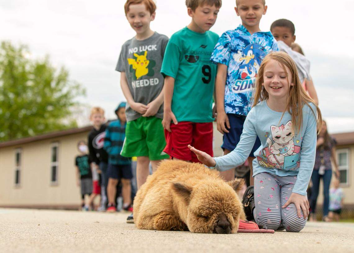 Averie Farmer, a first grader at Ballentine Elementary School pets Pumpkin the Alpaca on Tuesday, April 12, 2022 in Fuquay-Varina, N.C. Hundreds of students as Ballentine got the opportunity to pet Pumpkin and have their photo take with the visiting Alpaca.