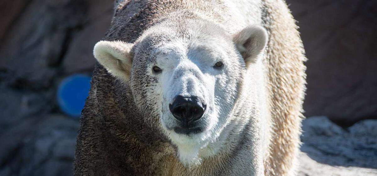 Payton the polar bear came to the N.C. Zoo in 2021 from the Memphis Zoo in Tennessee. Polar bears are a top attraction at the park.