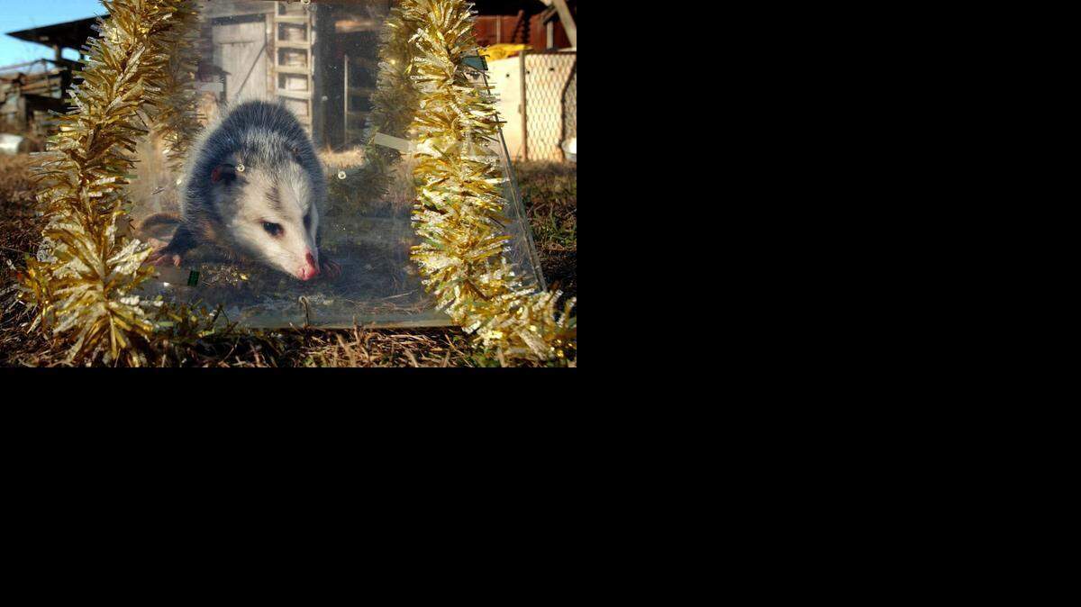 NEW YEAR POSSUM 4