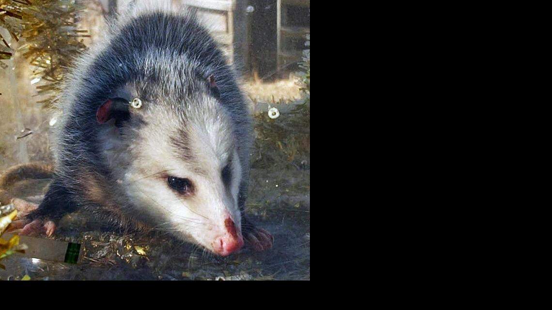 NEW YEAR POSSUM 4