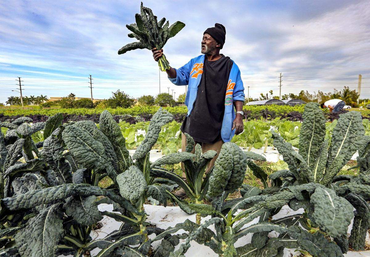 The best time to plant kale is in early or late September. You can plant it from seed or as a transplant, the Central North Carolina Planting Calendar advises.