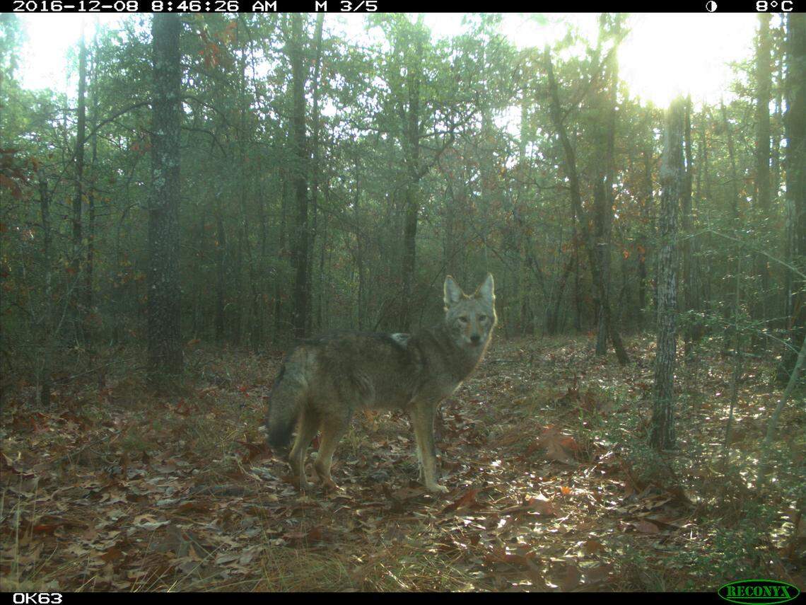 A coyote photographed with a trap camera in central North Carolina.