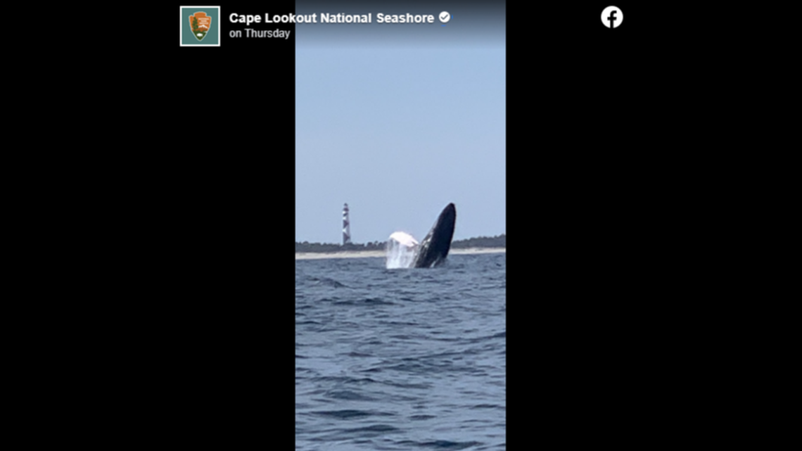 A whale was captured jumping out of the water off the North Carolina coast.