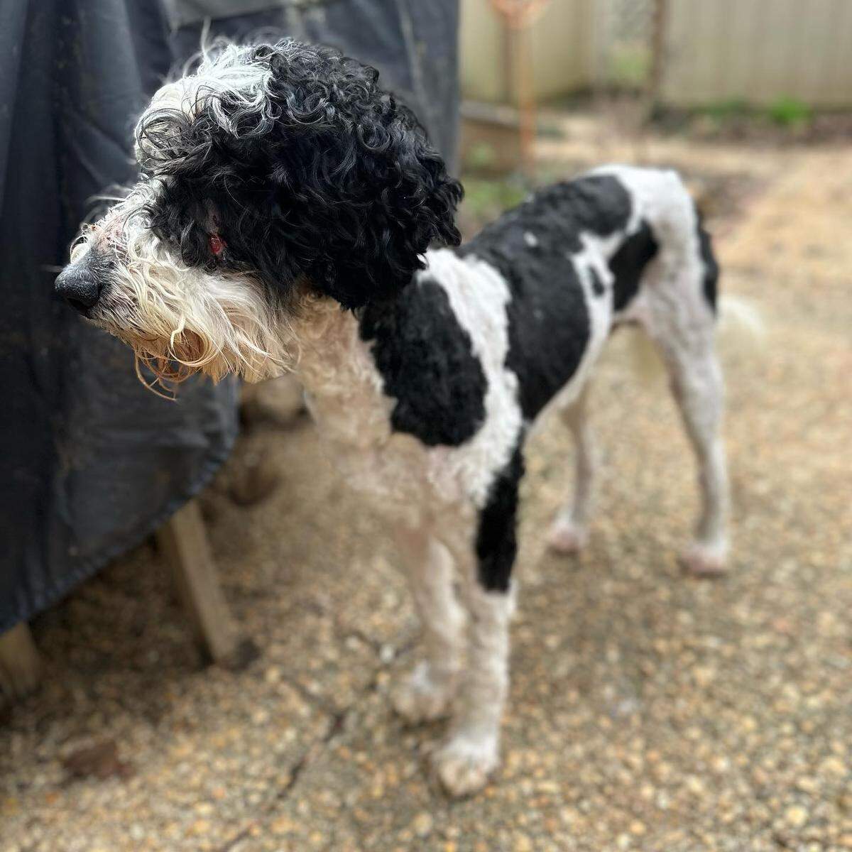 47 golden doodles and retrievers were rescued from a backyard breeder in rural North Carolina last week.