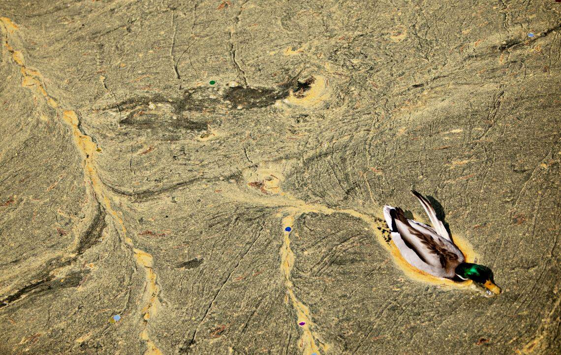 A duck swims through pollen-covered waters at Pullen Park in Raleigh on Thursday, April 8, 2021.