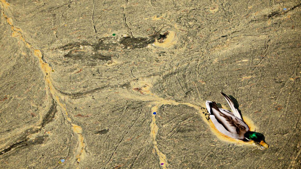 NC’s yellow pollen is gone, so why am I still sneezing? What’s likely to blame