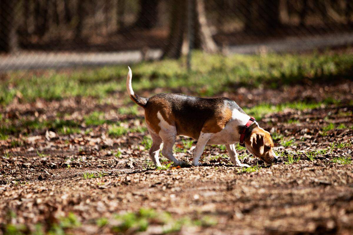 Banjo sniffs about in the grass at the Millbrook Exchange Dog Park in Raleigh on Friday, March 18, 2022. The park has separate play areas for small and large dogs.