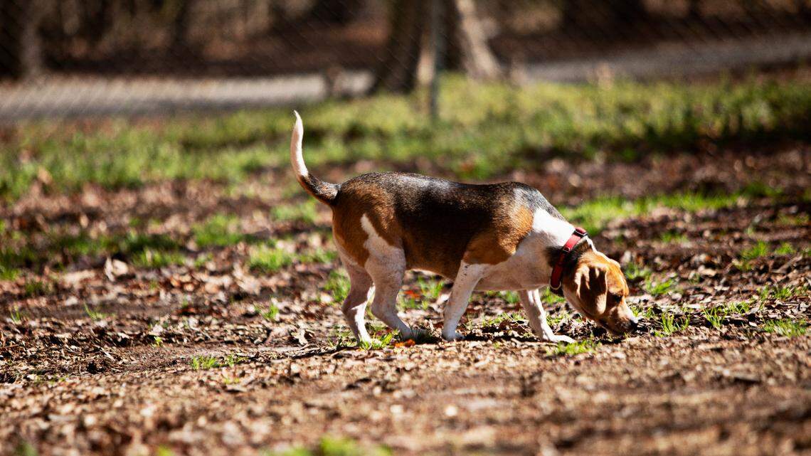 Dogs (and cats) are susceptible to tick-borne diseases. How to protect them.