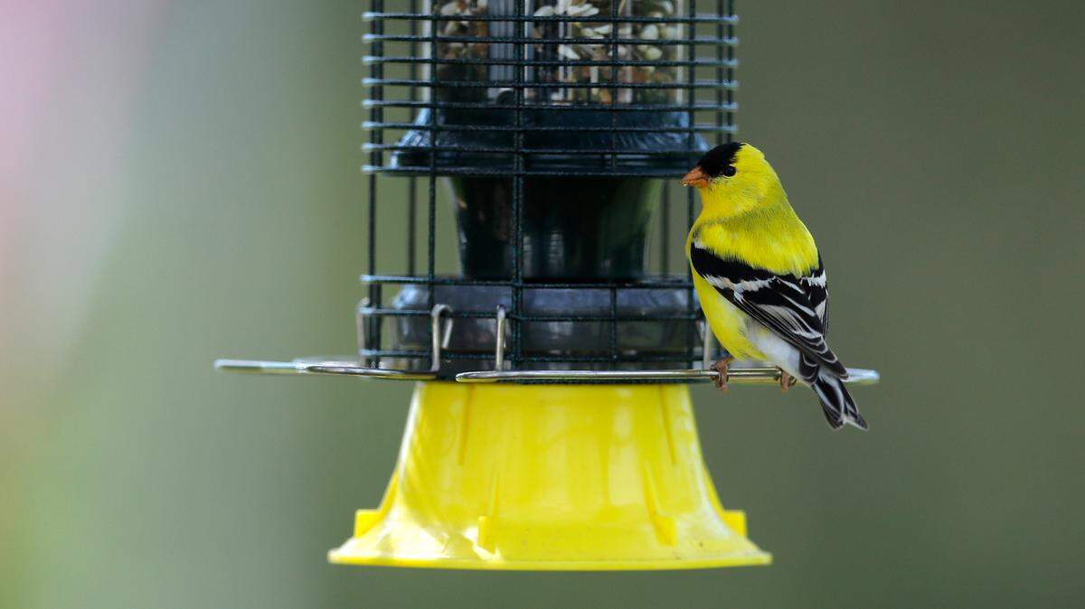 Avian flu has been found in Pennsylvania, but the state Game Commission has not urged residents to empty bird feeders in response.