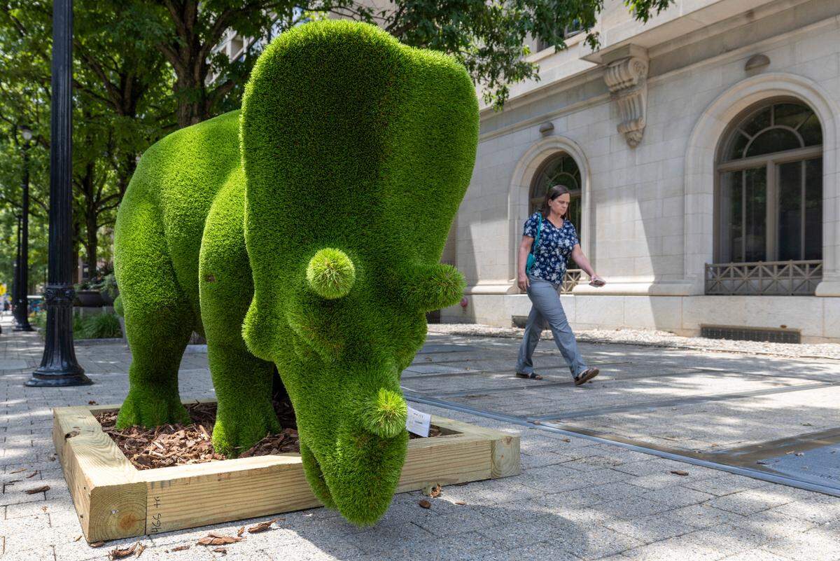 “Trish” an an interactive topiary of a Triceratops has been installed on Fayetteville Street on Wednesday, July 17, 2024 in Raleigh, N.C. to celebrate the current Dueling Dinosaurs exhibit at the NC Museum of Natural Sciences.