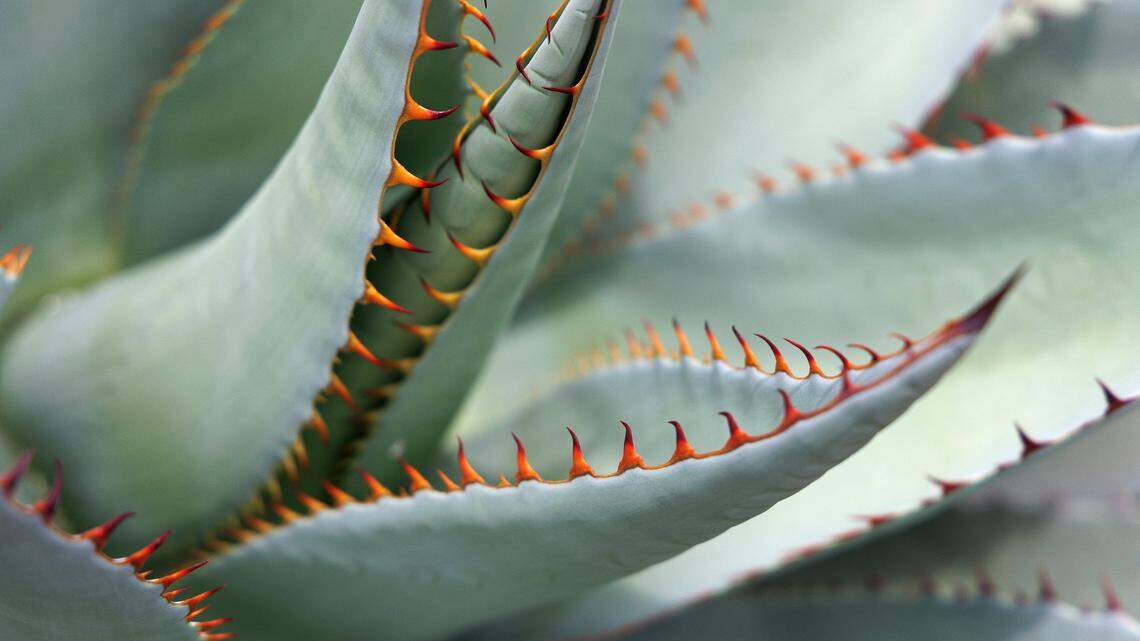 This rare plant garden in Raleigh is only open to the public a few times a year