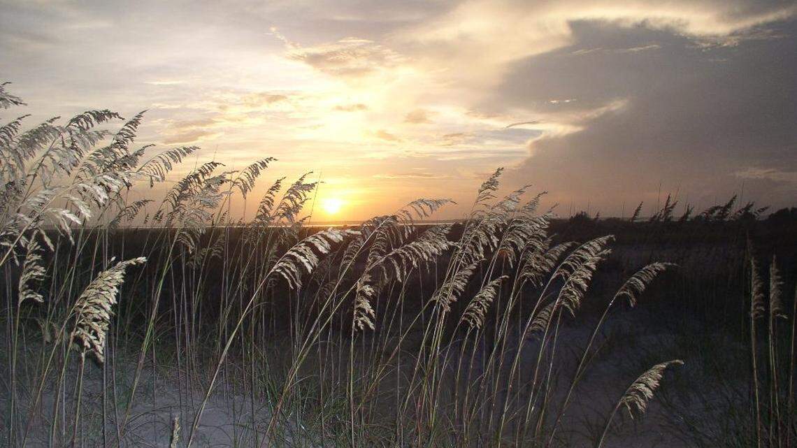 For the past 21 years, an American oystercatcher known as “AL” has returned annually to Cape Lookout National Seashore in North Carolina to nest on the beach, the National Park Service says.