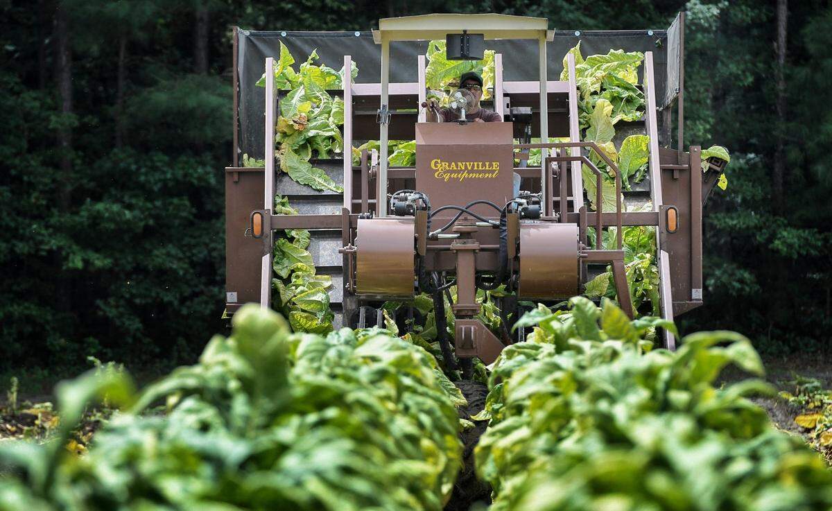 A worker drives a mechanical harvester plucking tobacco leaves from stalks in a field in northeastern Wake County in 2020.