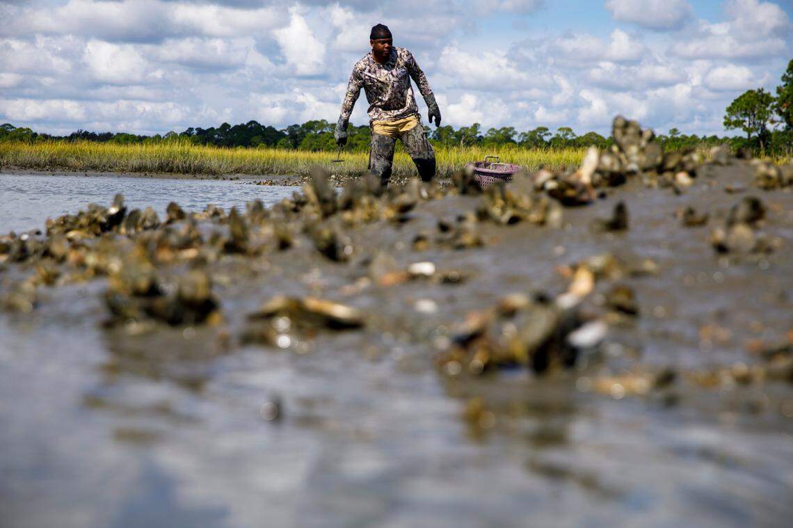 Oysterman Adrian Wallace along with his cousin Jamie White, picks the oysters that will be used at Bowen’s Island restaurants for one of the first oyster roasts of the 2021-22 season. Oct. 4, 2021.